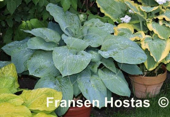 Hosta Richmond Blue